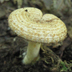 Lactarius speciosus